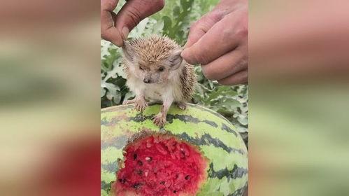 刺猬吃瓜么,一场奇妙的味蕾邂逅