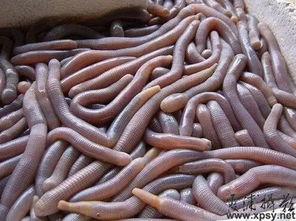 吃瓜虫子视频大全,虫界奇观大揭秘