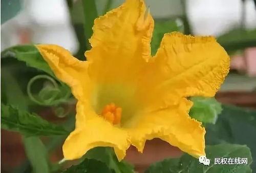 吃瓜君花花,揭秘娱乐圈那些不为人知的幕后故事