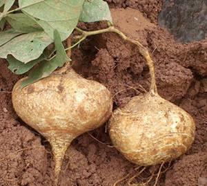 土瓜孕妇可以吃,营养与安全的双重保障