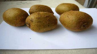 无忧吃瓜猕猴桃