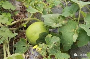 吃雪梨瓜有什么好处,润肺生津，夏日消暑佳品