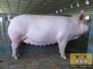 母猪吃瓜下火吗