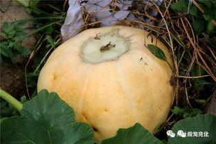 丑丑吃瓜,揭秘娱乐圈的甜蜜与苦涩