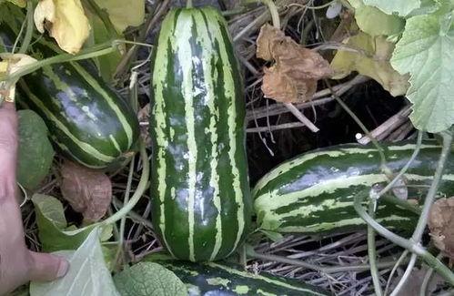 留村最新吃瓜,揭秘最新吃瓜事件背后的真相