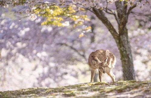 小鹿饿了吃瓜,一场别开生面的美食之旅