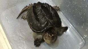 鳄龟吃瓜吗,揭秘它们是否吃瓜