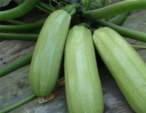 西乌吃瓜,揭秘网络热点的背后故事