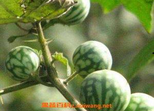 鸡吃马泡瓜,一场奇妙的田园邂逅