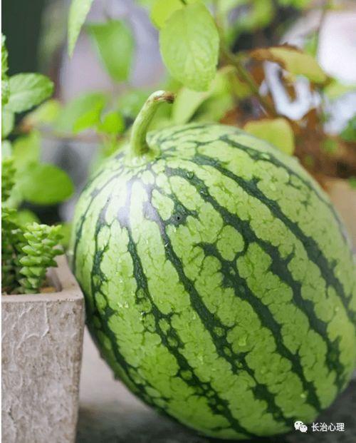 分析瓜瓜吃瓜的类型,揭秘瓜瓜的多元化吃瓜类型