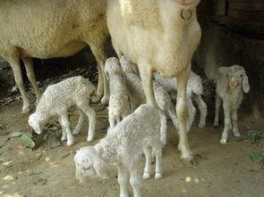 羊小羊吃瓜,羊小羊的瓜田奇遇记