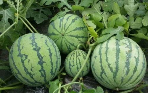 流调 吃瓜 枣庄,揭秘吃瓜群众的神秘世界”