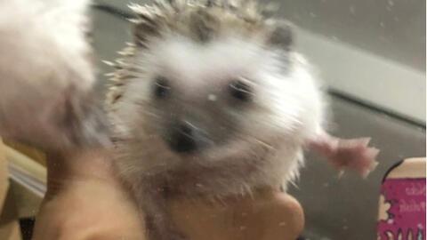 刺猬吃瓜怎么处理