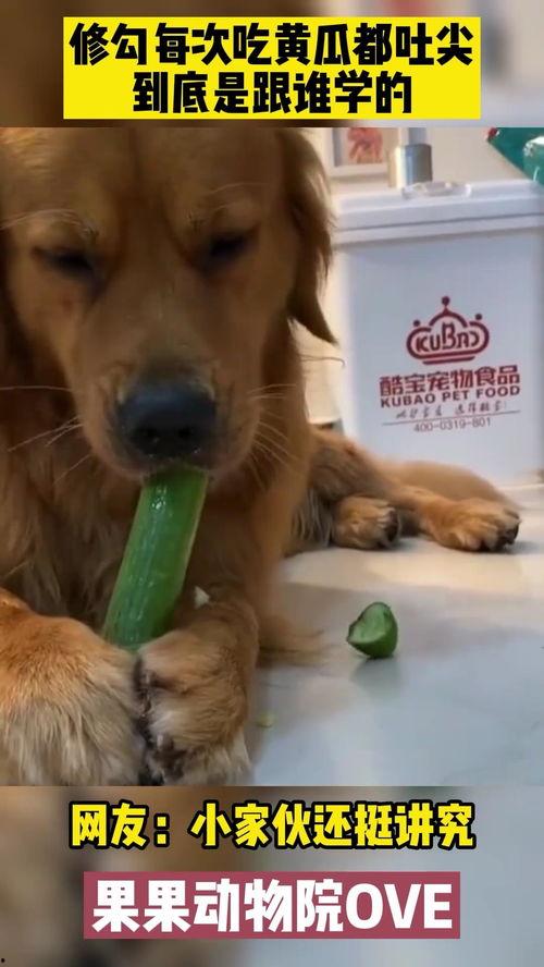 金毛吃瓜多吗,揭秘它们对瓜果的喜爱程度