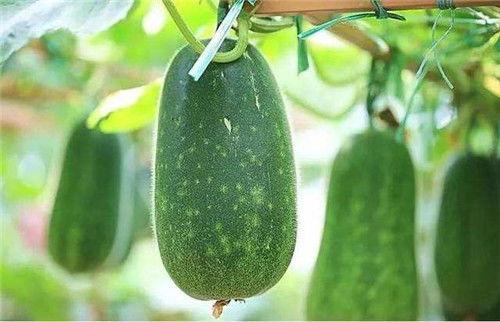 吃瓜怎么减肥最快,轻松享“瘦”，健康生活新选择