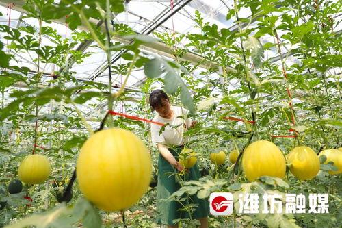 潍坊超市吃瓜,夏日消暑好去处