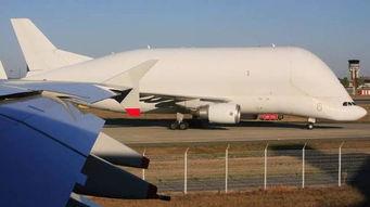 吃瓜白鲸,海洋中的神秘食客