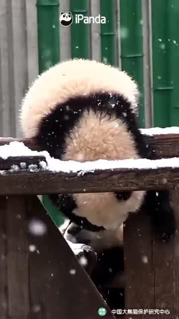 吃瓜小熊飞机,吃瓜小熊的奇幻飞行之旅