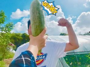 吃瓜大网红,揭秘娱乐圈幕后故事