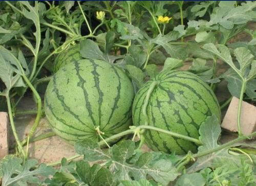 吉安小资吃瓜事件,一场网络舆论的风暴与反思