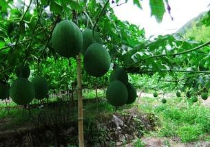 东莞吊瓜怎么吃,解锁美味新体验