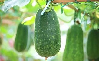 妈妈吃土瓜,土瓜美食之旅